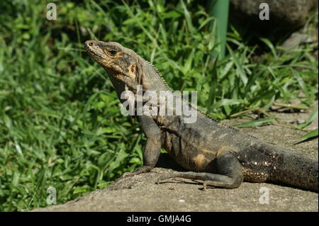 Nero (ctenosaur Ctenosaura similis) femmina in Costa Rica Foto Stock