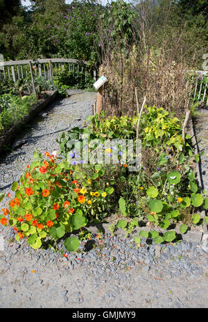 Compagno di piantagione utilizzando nasturtiums il e verdure Centre for Alternative Technology Machynlleth in Galles Foto Stock