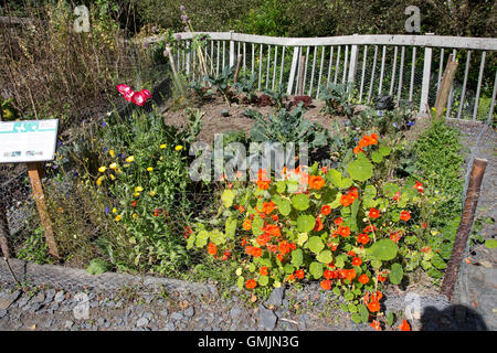 Compagno di piantagione utilizzando nasturtiums il e verdure Centre for Alternative Technology Machynlleth in Galles Foto Stock