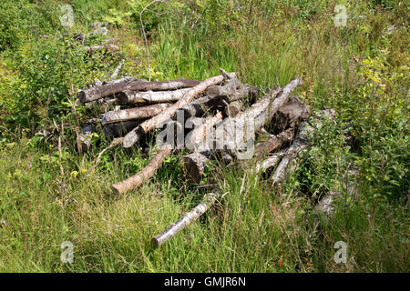 Pila di marciume logs fornisce habitat per insetti Ynys-hir riserva naturale nei pressi di Machynlleth in Galles Foto Stock