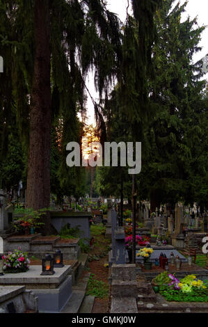 Sun traslucido attraverso filiali sul cimitero Foto Stock