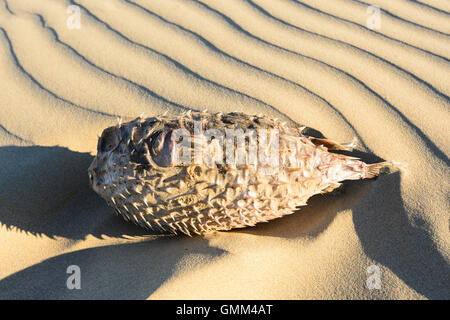 Pufferfish morto sulla spiaggia, Gerroa, Seven Mile Beach, Nuovo Galles del Sud, NSW, Australia Foto Stock