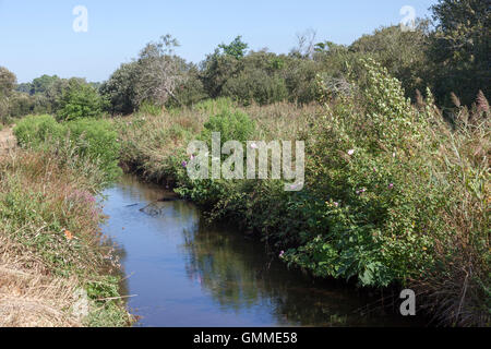 Una vista del groviglio di piante selvatiche su entrambi i lati di uno scarico per sbarazzarsi di acqua nel "Barthes' (Soorts Hossegor - Francia). Foto Stock