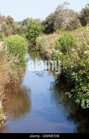 Una vista del groviglio di piante selvatiche su entrambi i lati di uno scarico per sbarazzarsi di acqua nel "Barthes' (Soorts Hossegor - Francia). Foto Stock