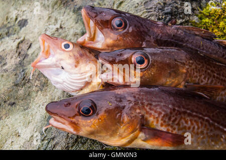 Appena pescato il merluzzo bianco su una roccia (close up sulle testine) Foto Stock