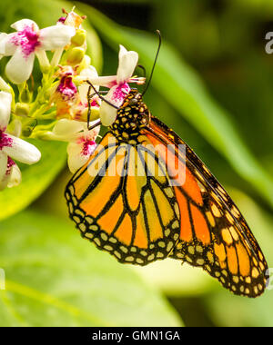 Farfalla monarca in appoggio su un fiore Foto Stock