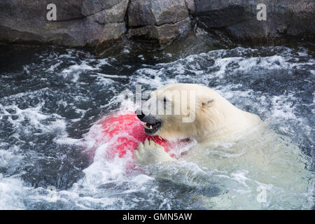 Thalarctos Maritimus (Ursus maritimus) comunemente noto come orso polare Foto Stock