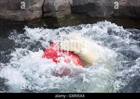 Thalarctos Maritimus (Ursus maritimus) comunemente noto come orso polare Foto Stock