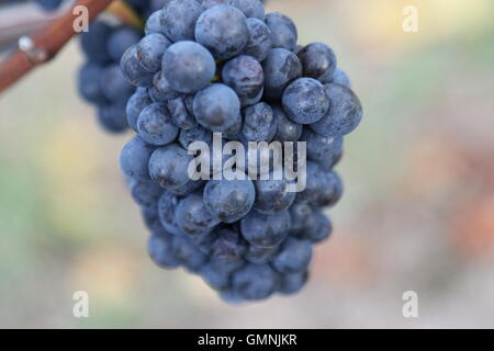 Vino rosso Uva a scarpata in vigneto, Martinborough, Nuova Zelanda Foto Stock