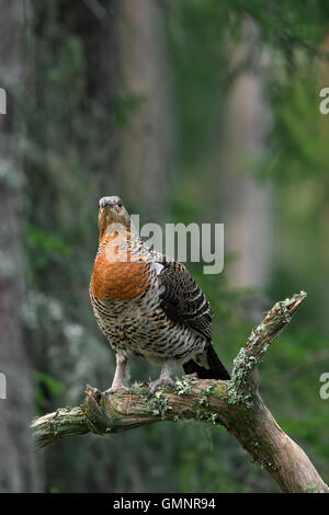 Western gallo cedrone (Tetrao urogallus) femmina arroccato nella struttura ad albero nella foresta in primavera Foto Stock