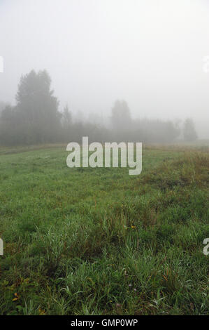 Inizio dell'autunno. Mattinata nebbiosa sul campo con la rugiada sull'erba. Foto Stock