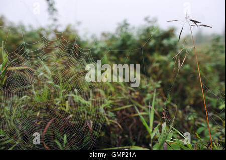 Spider Web nella nebbia di mattina presto in inizio autunno con gocce di rugiada Foto Stock