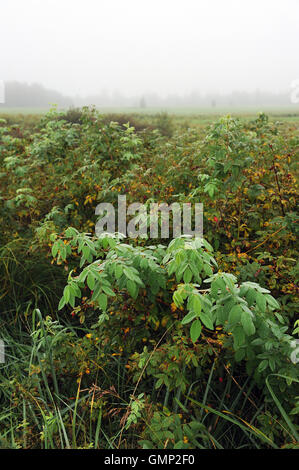 Campo nella nebbia di mattina presto in inizio autunno con la rugiada sull'erba e cespugli di rosa canina. Foto Stock