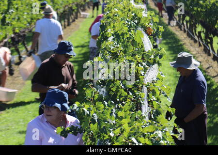 Selettori di uva in una vigna a Te Mata cantina immobiliare, Havelock North, Nuova Zelanda Foto Stock