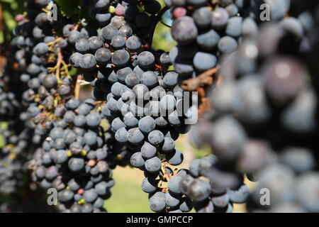 Ripe rosso uva da vino il giorno del prelievo a Te Mata cantina immobiliare, Havelock North, Nuova Zelanda Foto Stock