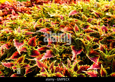 Plectranthus scutellarioides coleus, o dipinto di ortica. Qui la cultivar Spitfire in gran numero in un aiuola. Foto Stock