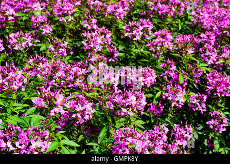 Sconosciuto fiori rosa trovata in un aiuola di fiori in un parco pubblico. Foto Stock