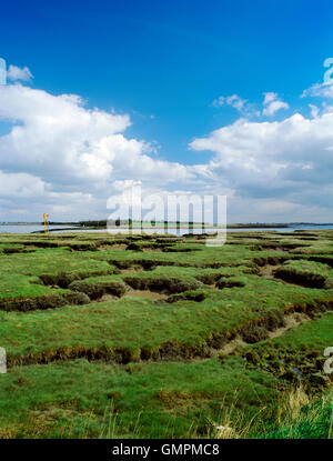 Sito della battaglia di Maldon, combattuto Agosto 991 tra Oriente sassoni & Viking raiders, sulla riva & saline opposta isola Northey, Essex. Foto Stock