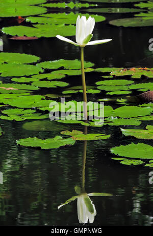 Giglio di acqua Foto Stock