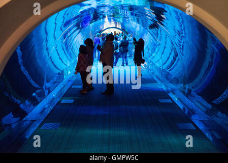 DUBAI, Emirati Arabi Uniti - 3 Marzo: vista dell'Acquario del centro commerciale di Dubai in Dubai, il 3 marzo 2014. È il più grande acquario coperto nel wo Foto Stock