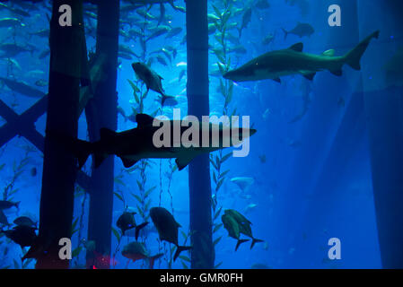 Acquario Foto Stock