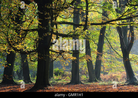 Faggi in autunno REGNO UNITO Foto Stock