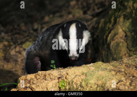 Adulto badger emergente dal set. Dorset, Regno Unito Luglio 2015 Foto Stock