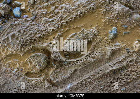 Tracce di in bicicletta e a cavallo nel fango Foto Stock