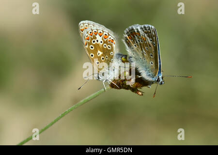 Due comuni farfalle blu a riposo REGNO UNITO Foto Stock