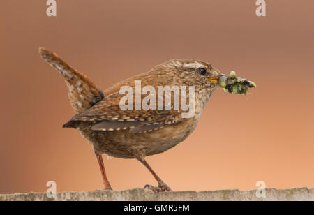 Scricciolo, Troglodytes troglodytes, con caterpillar Cibo per giovani nel nido, Londra, Gran Bretagna, Regno Unito Foto Stock