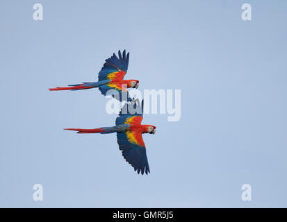 Coppia di Scarlet Macaws, (Ara Macao), in volo Foto Stock
