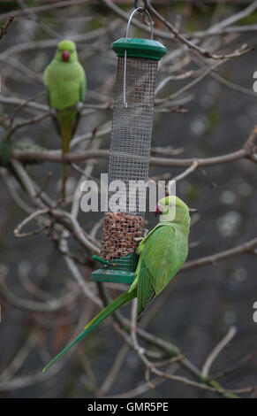 Anello-colli, Parakeets (Psittacula krameri), su giardino bird feeder, London, Regno Unito Foto Stock