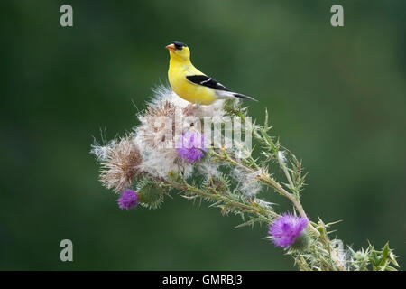 American cardellino posatoi sulla pianta di cardo Foto Stock