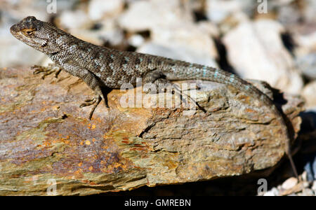 Northwestern recinto Lizard (Sceloporus occidentalis occidentalis), maschio, crogiolarvi al sole su una roccia colorati. Foto Stock