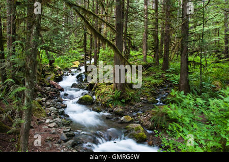 Foreste di montagna Stream Foto Stock