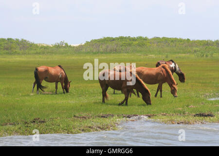 Assateague Island cavalli selvatici al pascolo Foto Stock