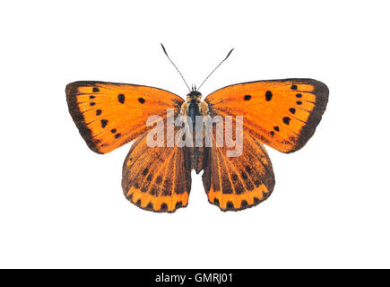 Rame di grandi dimensioni (a farfalla Lycaena dispar), isolata su uno sfondo bianco Foto Stock