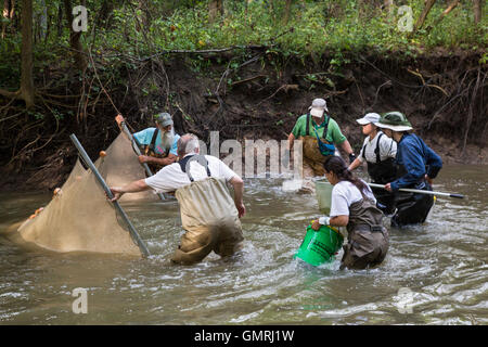 Wayne, Michigan - Volontari con gli amici del Rouge utilizzare un seine net di condurre un sondaggio di pesce sulla parte inferiore Rouge River. Foto Stock