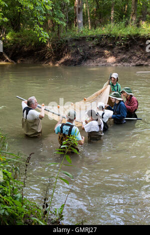 Wayne, Michigan - Volontari con gli amici del Rouge utilizzare un seine net di condurre un sondaggio di pesce sulla parte inferiore Rouge River. Foto Stock