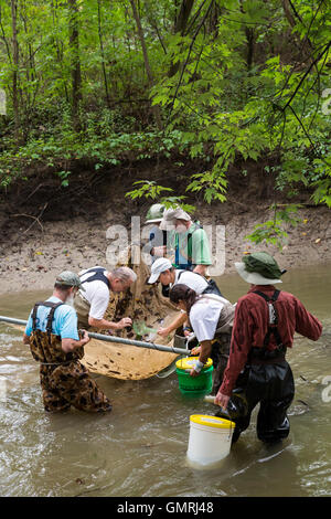 Wayne, Michigan - Volontari con gli amici del Rouge utilizzare un seine net di condurre un sondaggio di pesce sulla parte inferiore Rouge River. Foto Stock