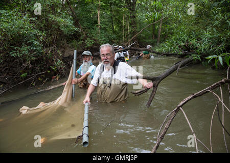 Wayne, Michigan - Volontari con gli amici del Rouge utilizzare un seine net di condurre un sondaggio di pesce sulla parte inferiore Rouge River. Foto Stock