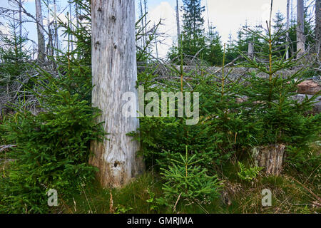 Parco Nazionale di Sumava, Meridian hill, la foresta boema. Foreste attorno alla distrutta durante la tempesta Kirill. Polednik Foto Stock