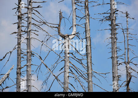 Parco Nazionale di Sumava, Meridian hill, la foresta boema. Foreste attorno alla distrutta durante la tempesta Kirill. Polednik Foto Stock