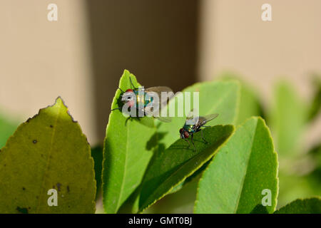 Chiusura del verde bottiglia blow fly maschio e femmina su limone verde foglie di albero Foto Stock