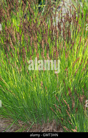 Segge Steife, Steif-Segge, Carex elata, Tussock Sedge, Tufted Sedge Foto Stock