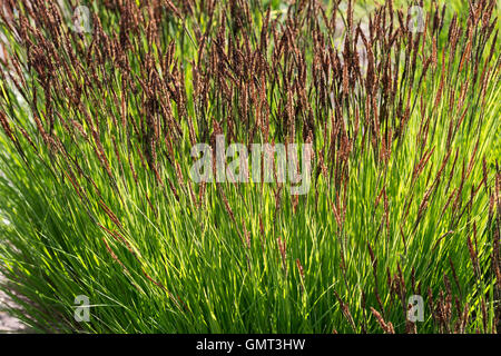 Segge Steife, Steif-Segge, Carex elata, Tussock Sedge, Tufted Sedge Foto Stock