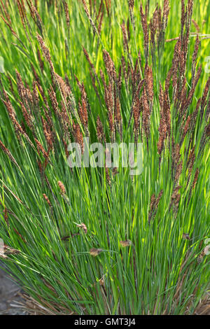 Segge Steife, Steif-Segge, Carex elata, Tussock Sedge, Tufted Sedge Foto Stock