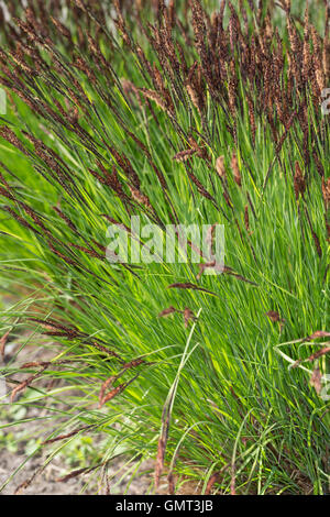 Segge Steife, Steif-Segge, Carex elata, Tussock Sedge, Tufted Sedge Foto Stock