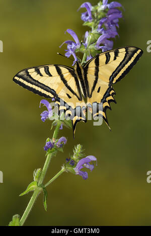 Südlicher Schwalbenschwanz, Alexanor-Schwalbenschwanz, Papilio alexanor, Papilio alexanor eitschbergeri, Sud a coda di rondine, una Foto Stock