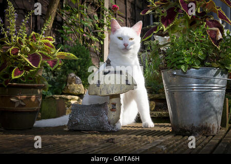 Gatto Bianco seduto sul giardino decking tra vasi di piante e ornamenti da giardino Foto Stock